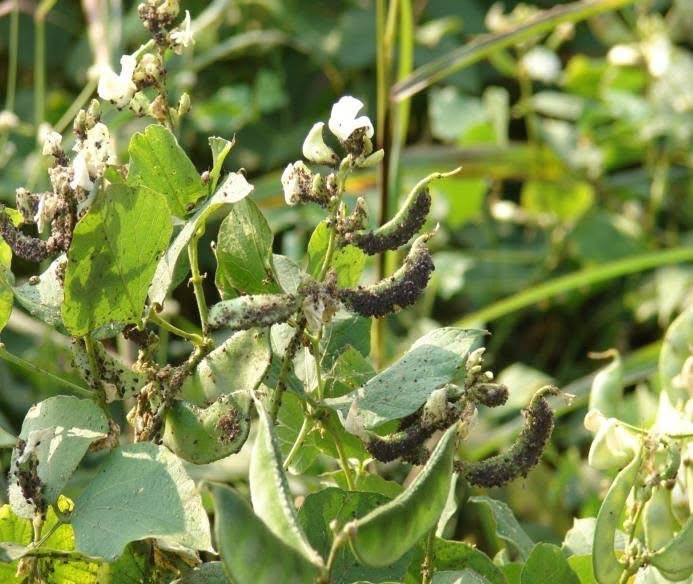 कालो लाही (Aphid) नियन्त्रणका ४ सरल घरेलु उपाय