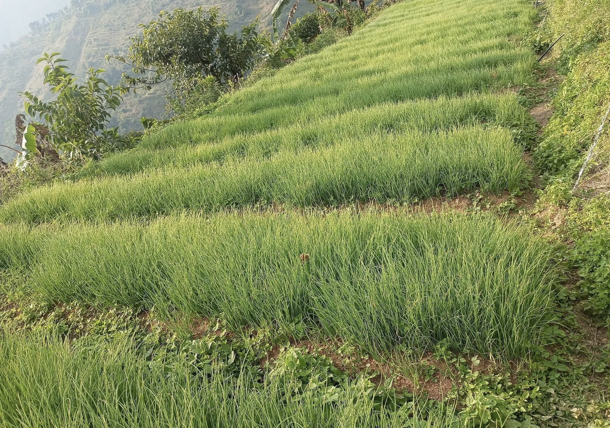 गुल्मीका इन्द्र दम्पती : पाँच लाख प्याजका बेर्नादेखि एक टनभन्दा बढी तरकारी उत्पादन