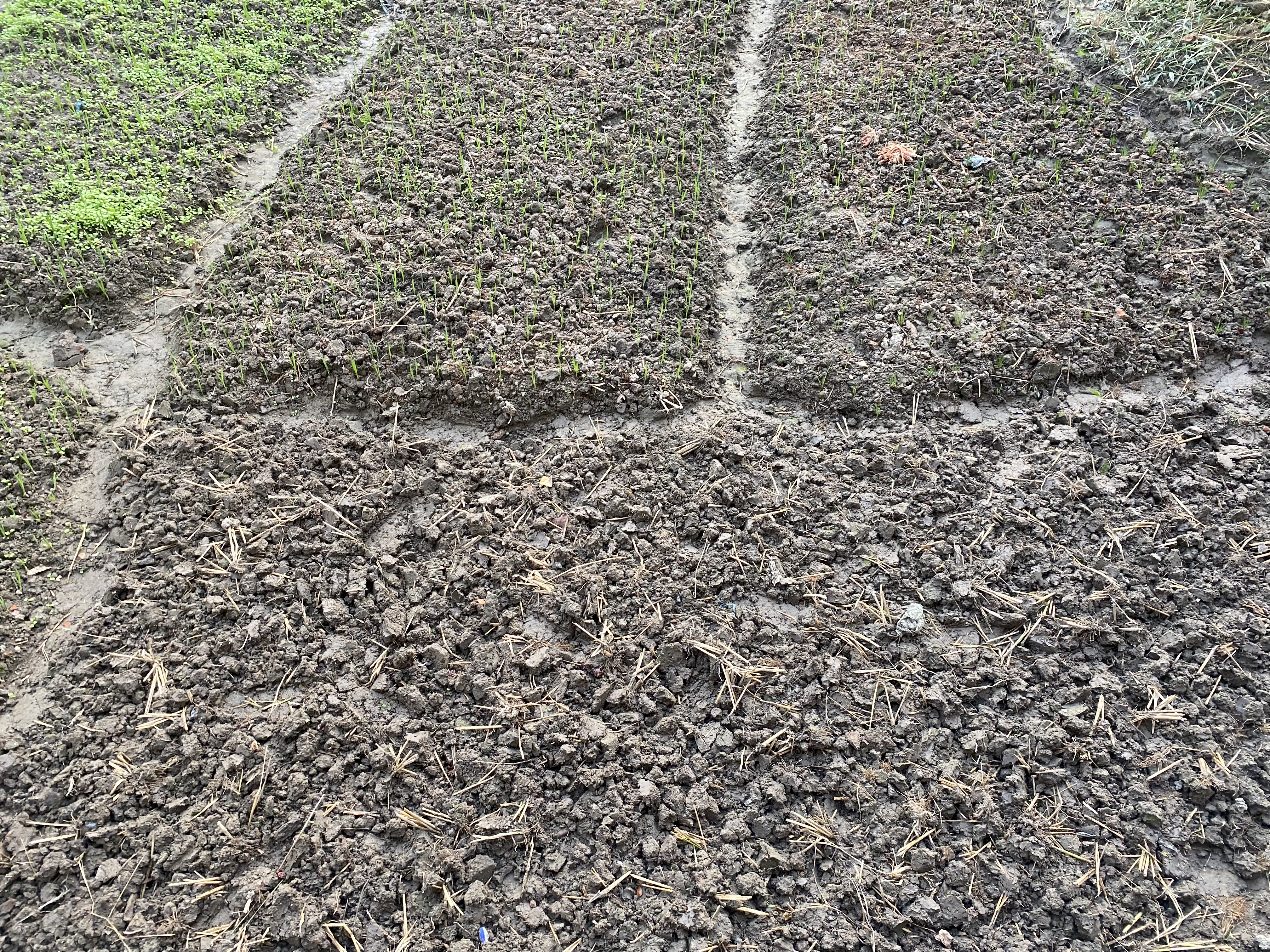 आज विश्व माटो दिवस आज