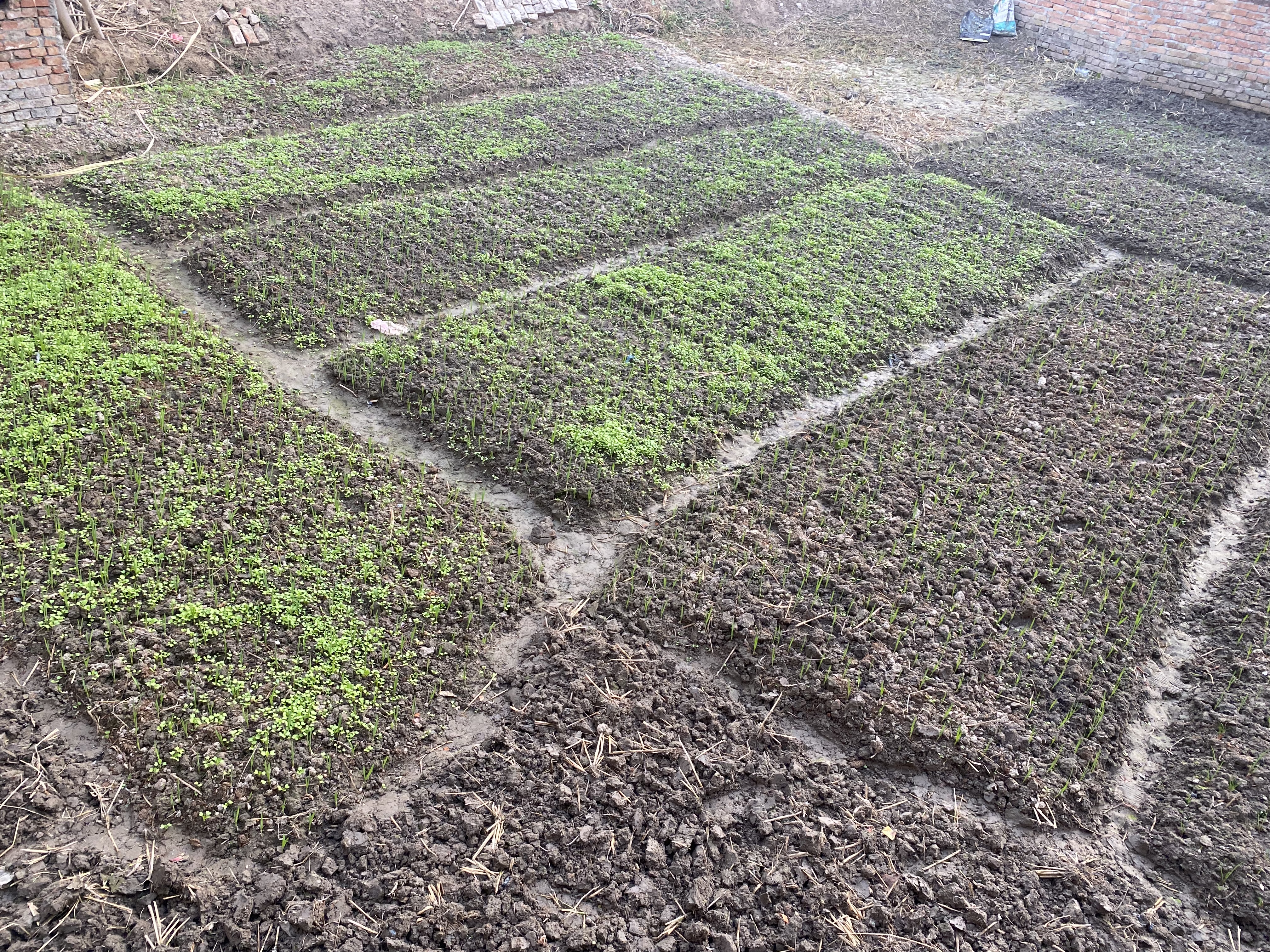 रासायनिक मलको दुरुपयोगले माटोको उर्वराशक्ति झनै घट्यो