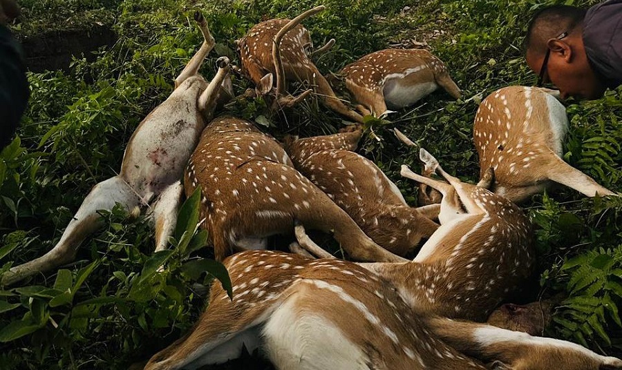 नवलपुरमा एकैदिन नौ मृग मृत फेला, विषादी सेवनको आशंका